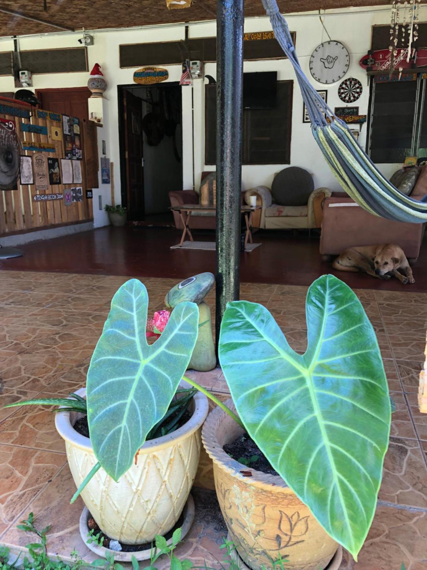 Apartmán Shaka Garden House Langkawi Pantai Cenang  Exteriér fotografie